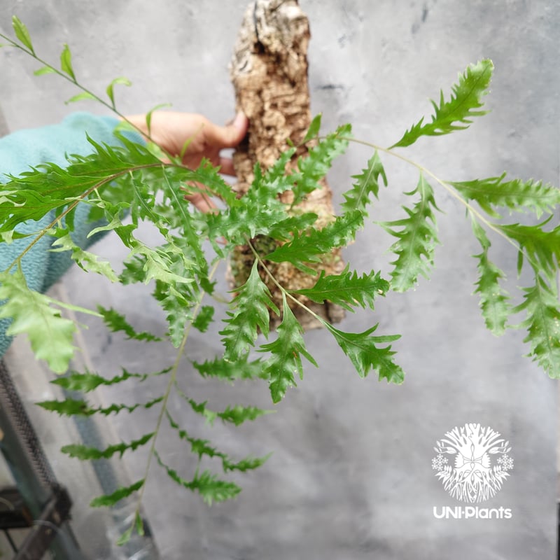 ドリナリア リギデュラ ホワイティ 板付 大株 希少 超希少 現品【Drynaria rigidula `whitei 】 ドリナリア