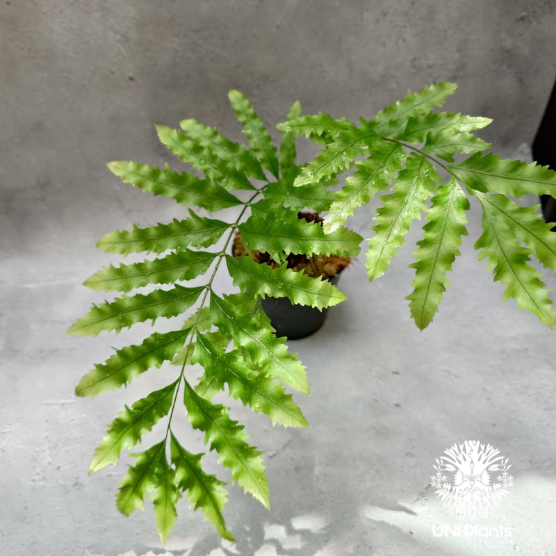 s*0様 Drynaria rigidula `whitei‘ 株分 Drynaria rigidula `whitei' ドリナリア·リギデュラ'ホワイティ