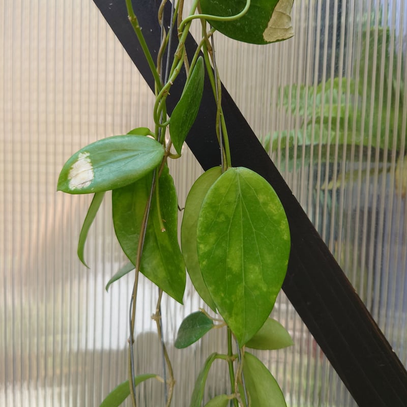 レア Hoya Lockii ホヤ ロッキー 希少種 サクララン