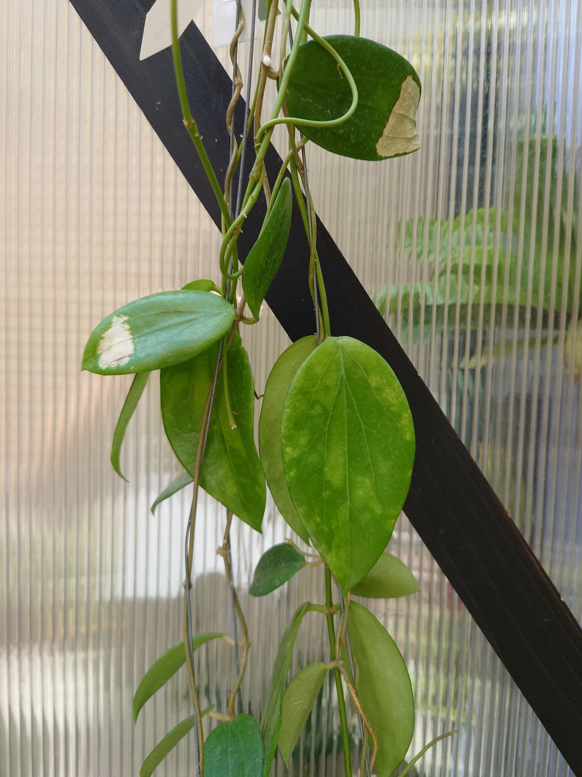 セール　レア　珍種　ホヤ　Hoya chloroleucha サクララン セール レア 珍種 ホヤ Hoya chloroleucha サクララン - メルカリ