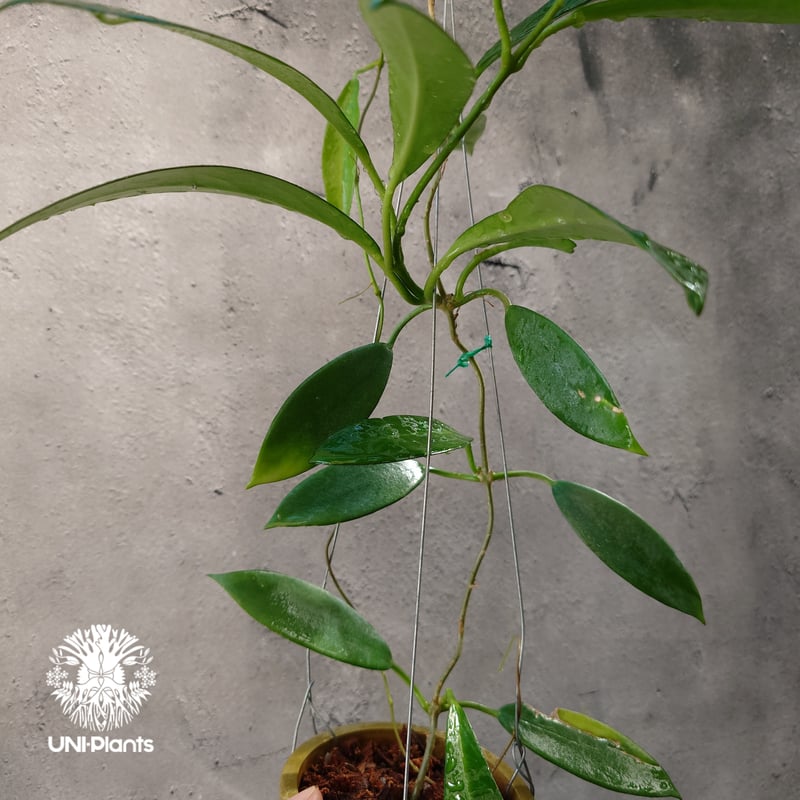 希少! Hoya pubicalyx 'black dragon ホヤ植物 ホヤの花 ホヤプビ