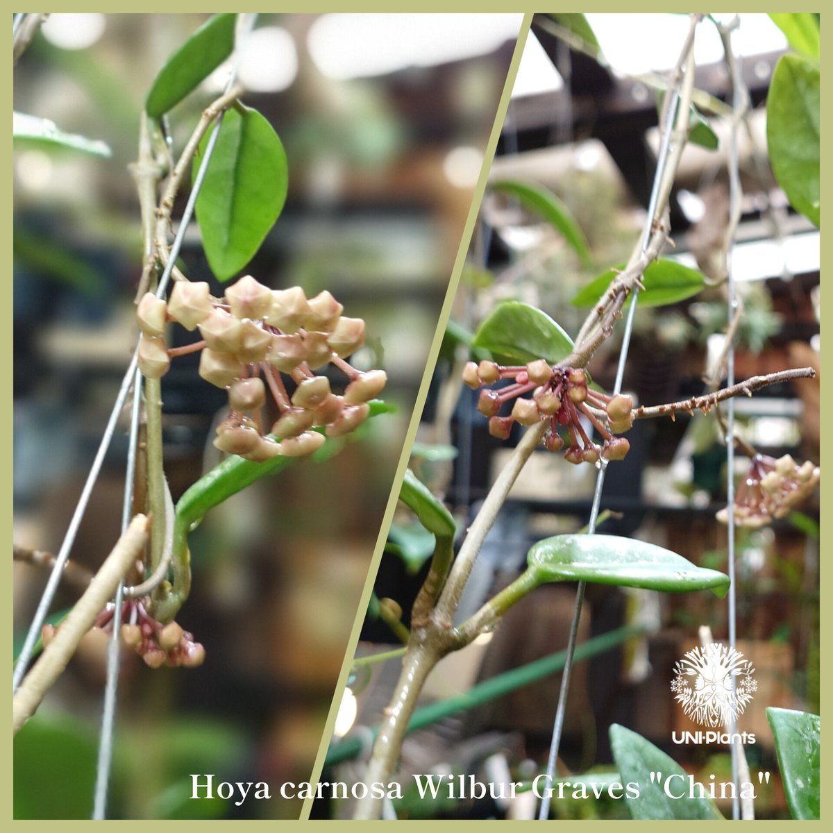 Hoya carnosa wilbur graves china ホヤ カルノサ ウィバー グ Hoya carnosa wilbur graves china ホヤ カルノサ ウィバー グ