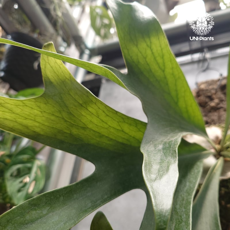 Platycerium hillii Excellence ビカクシダ ヒリー エクセレンス