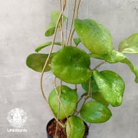 ホヤ アルドリッチ Hoya aldrichii ホヤ植物 サクララン 植物 珍奇植...