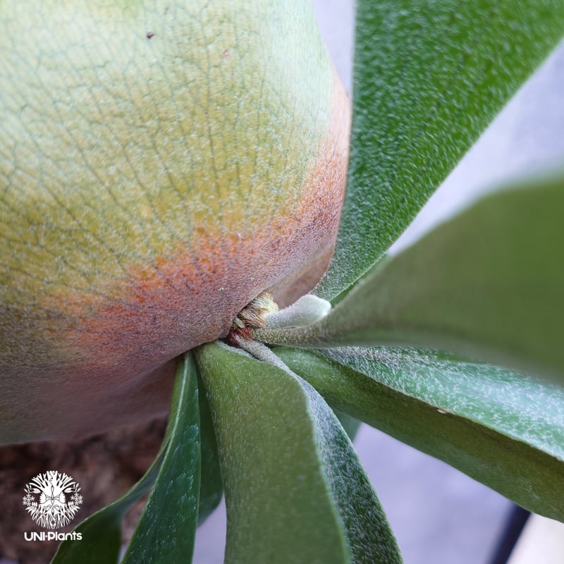 Platycerium sp.(mix spore) ビカクシダ ミックススポア ビカクシダ