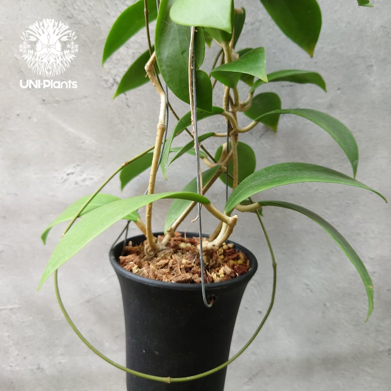 開花中 希少! Hoya mindorensis superba ホヤミンドレンシス スパー