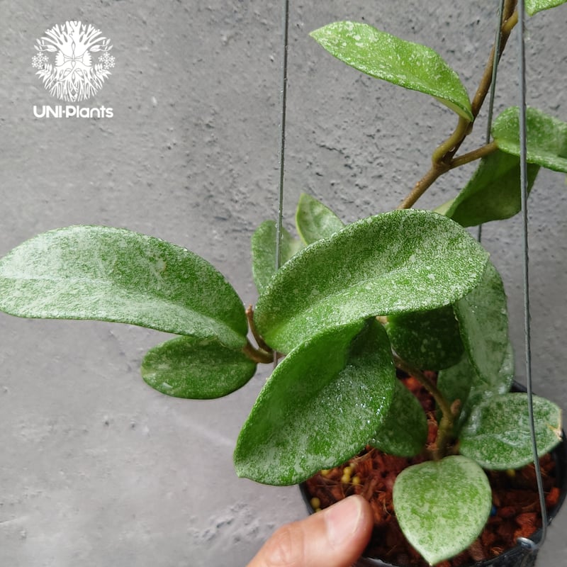 Hoya Carnosa Nova Ghost ホヤ カルノーサ ノバ ゴースト ホヤ 希少