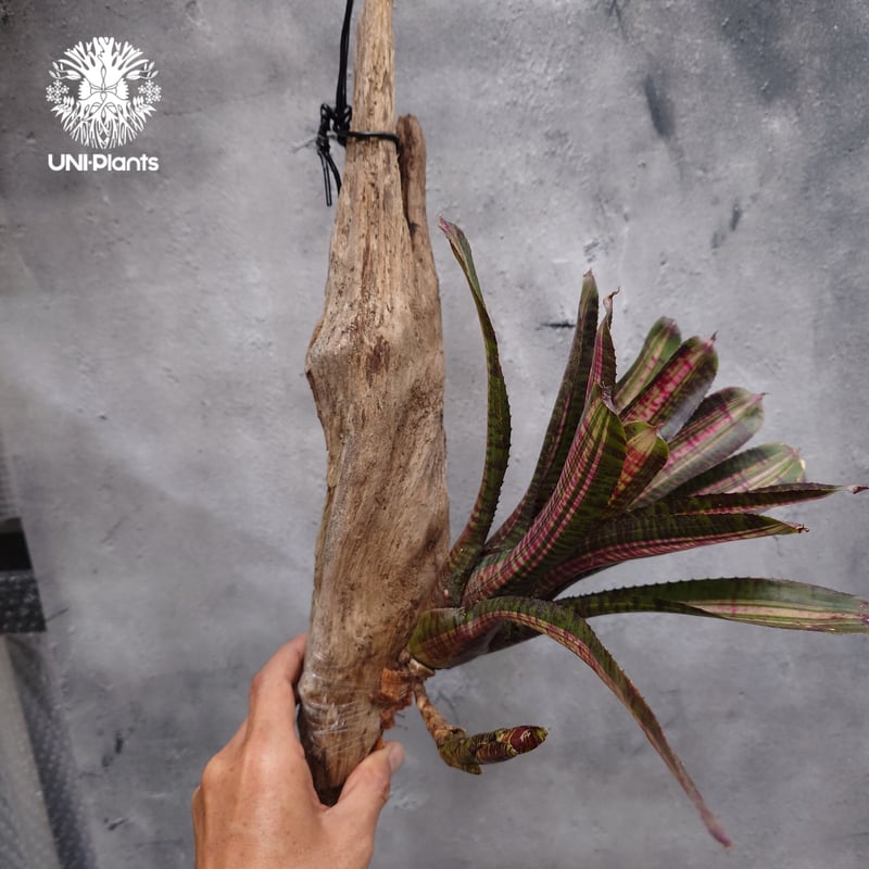 Neoregelia Hot Ember ネオレゲリア ホットエンバー Neoregelia