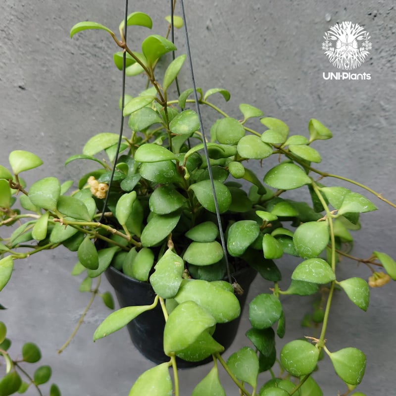 珍種　レア　ホヤ　Hoya Lyi Noid サクララン 珍種 レア ホヤ Hoya Lyi Noid サクララン