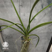 Parapahlaenopsis labukensis × Vanda Memoria Thianchai 着生蘭 着生ラン 蘭の花 Orchid 着生植物