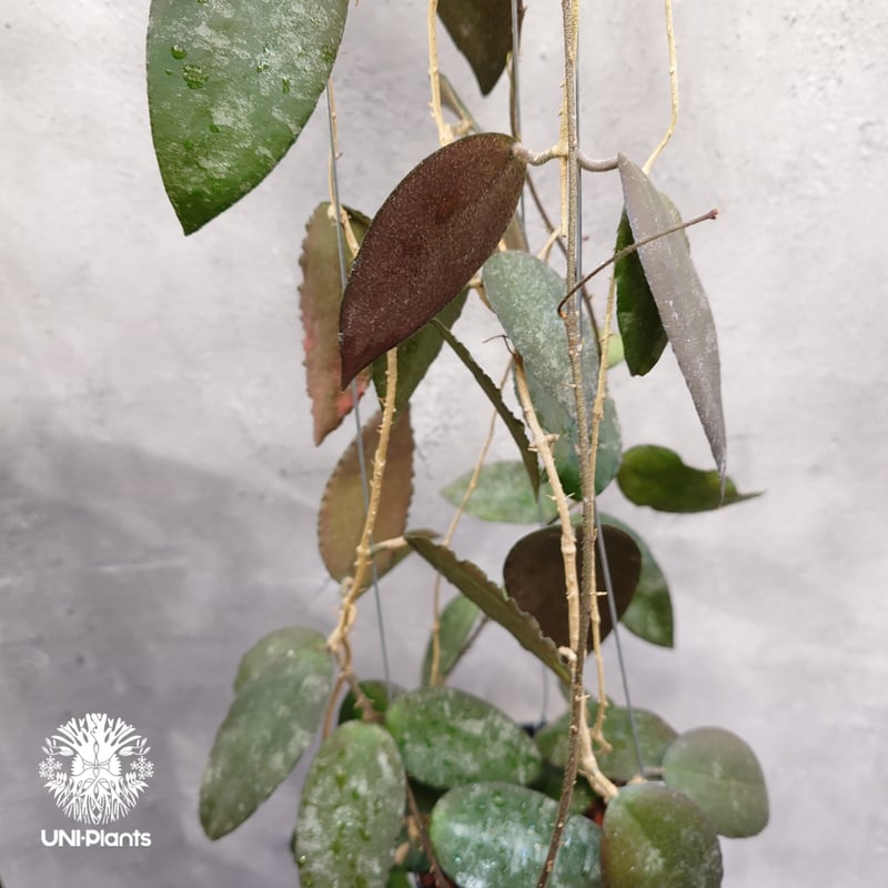 蕾つき　ホヤ　カウダータ Hoya caudata ssp. red サクララン サクララン/Hoya】ホヤ カウダータ スマトラ！！蕾から開花まで