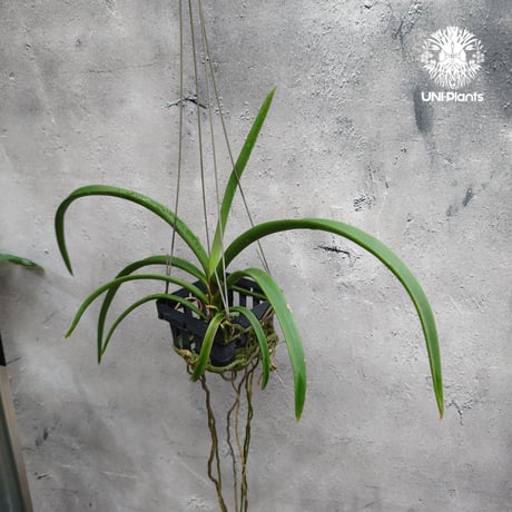 【タイ直輸入・希少】着生ラン ホルコグロッサム キンバリアナム × リンコスティリス ギガンテア｜Holcoglossum kimballianum x Rhynchostylis gigantea