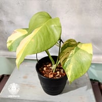 【国内繁殖株・一点物】Monstera borsigiana aurea variegate｜モンステラ・ボルシギアナ・オーレア  | 希少種 | モンステラ | Monstera