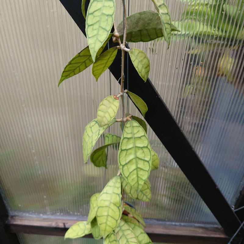 ホヤ カリストフィラ Hoya callistophylla ホヤ植物 植物 珍奇植物