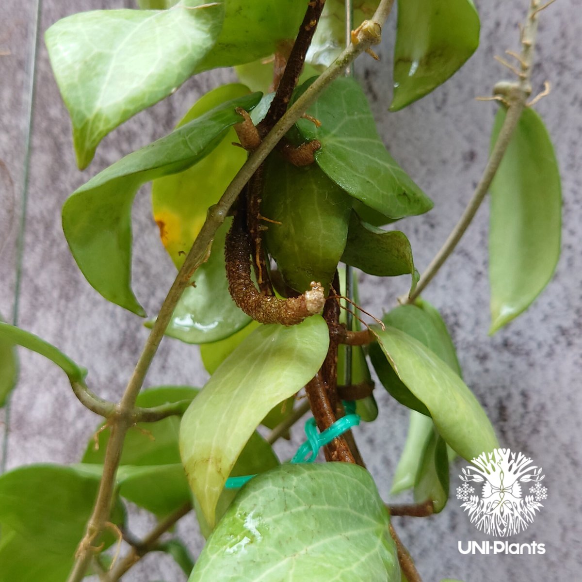 ホヤ フンギー ＊ Hoya fungii