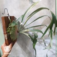 ビカクシダ ダイバーシフォリウム X エレファントティス Platycerium