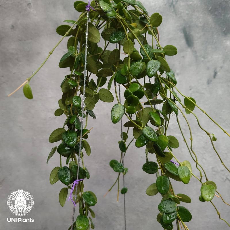 0458 Hoya papuana ホヤ　パプアナ　パプアニューギニア産 Hoya Pulleana ホヤプレナ ホヤ植物 ホヤの花 Hoya plants 希少 レア