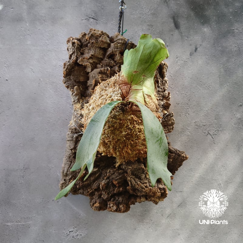 Platycerium willinckii 'W.A.Manda ビカクシダ ウィリンキー