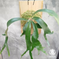 Platycerium Summer Breeze (P.Lemoinei x P.Bicor Platycerium Summer Breeze (P.Lemoinei x P.Bicor
