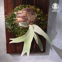 【国内繁殖株・一点物】Patycerium veitchii wild | ビカクシダ ベイチー ワイルド | ビカクシダ原種 | ビカクシダ板付け ビカクシダビーチ