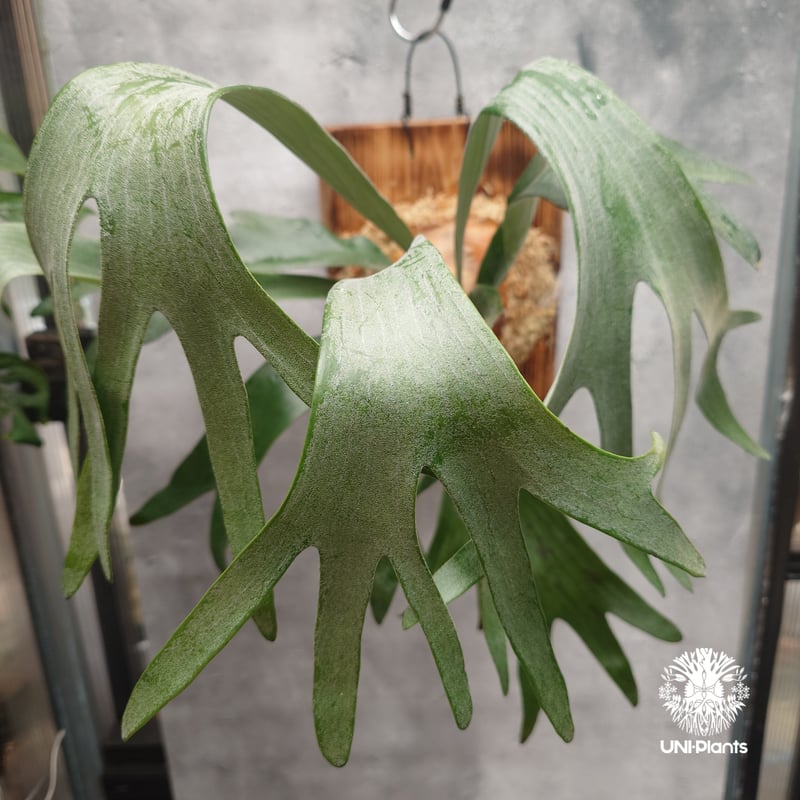 Platycerium sp.(Meramera ??? ) Platycerium シダ植物