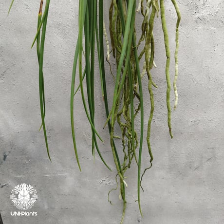 【タイ直輸入】着生ラン セイデンファデニア ミトラタ アルバ ｜珍品・希少ラン・蘭の花｜Seidenfadenia mitrata alba