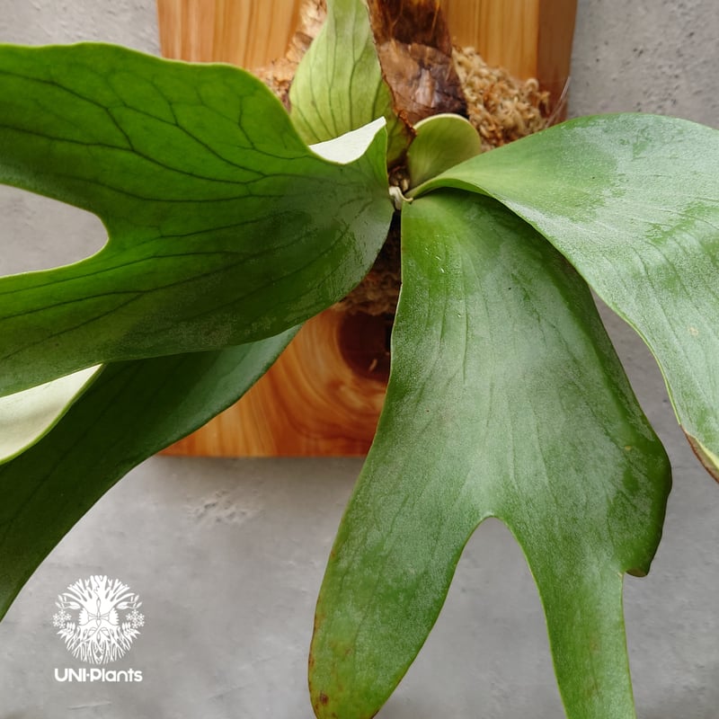 Platycerium silver salmon (P. hillii × P. willi