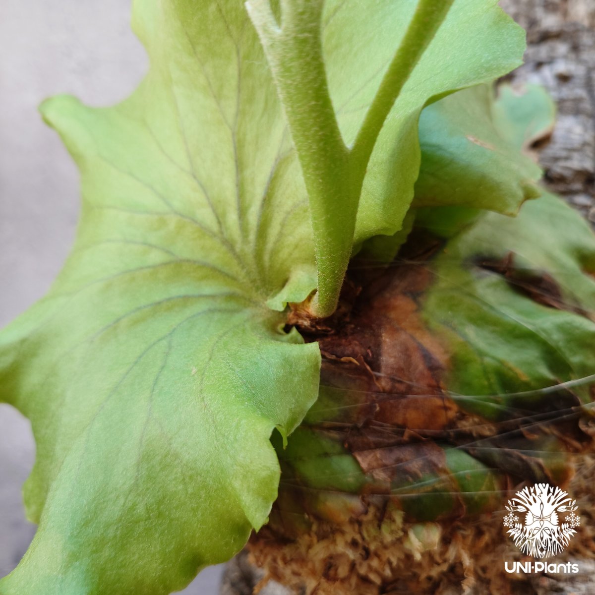 ビカクシダ P.Kitshakood small leaf ビカクシダ P.Kitshakood small leaf ビカクシダ P.Kitshakood small