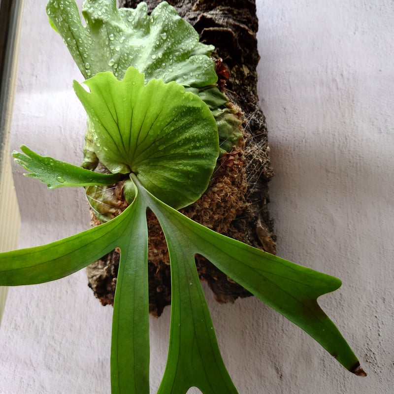 【P. coronarium Philippines】ビカクシダ コロナリウム