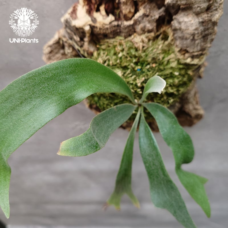 Platycerium Jib Jib (pup)(P. willinckii x P. bi