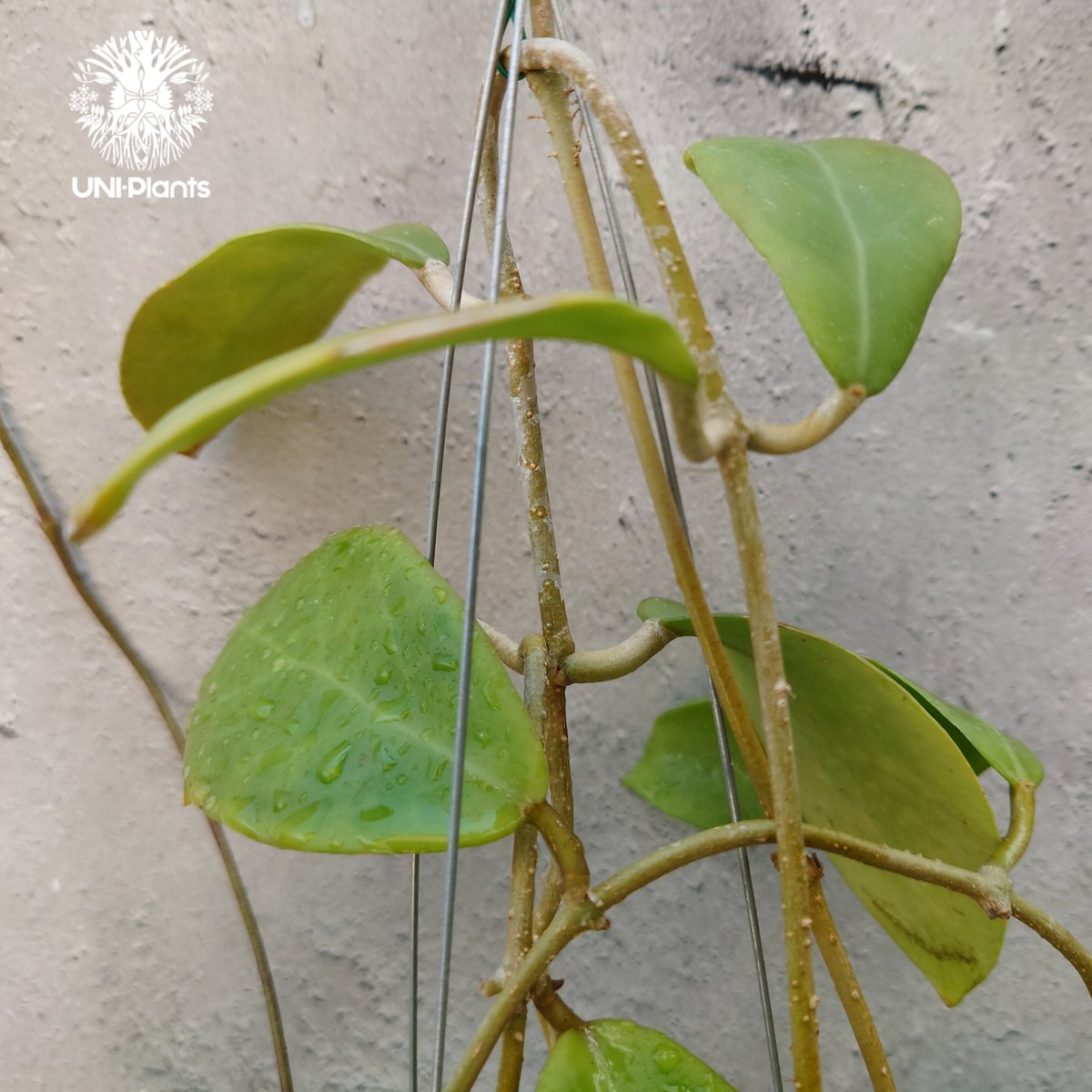 Hoya mindorensis Creamy 新色 ホヤミンドレンシス クリーミー ホヤ植物