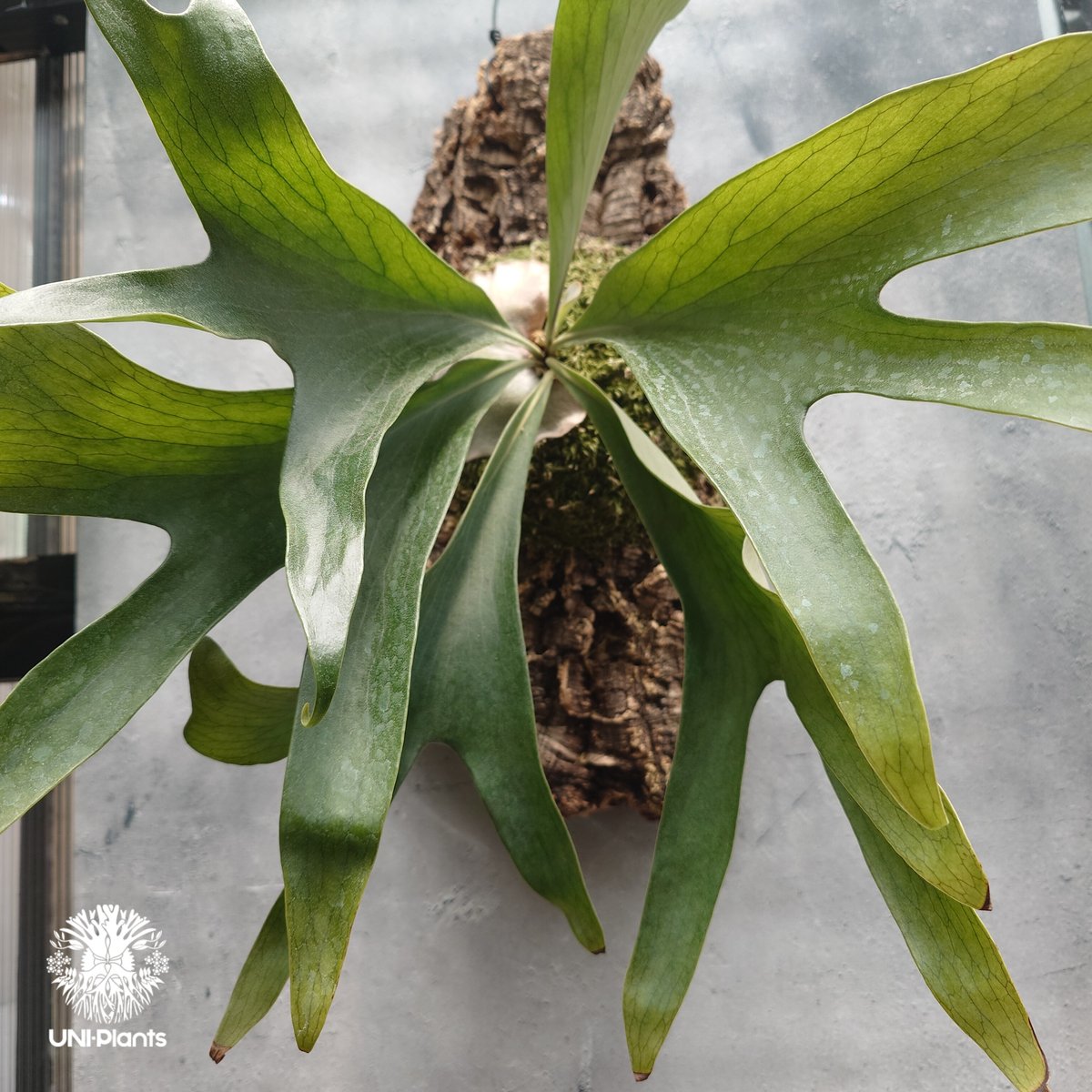 Platycerium hillii Excellence ビカクシダ ヒリー エクセレンス