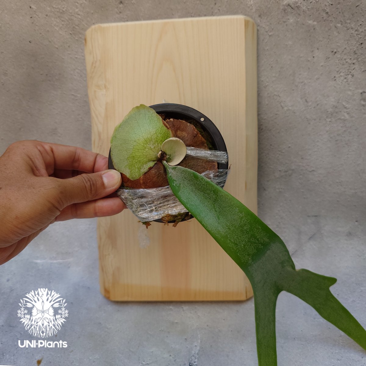 ビカクシダ　ウィリンキー　アプラス　板付 Yahoo!オークション -「aplus」(花、園芸) の落札相場・落札価格