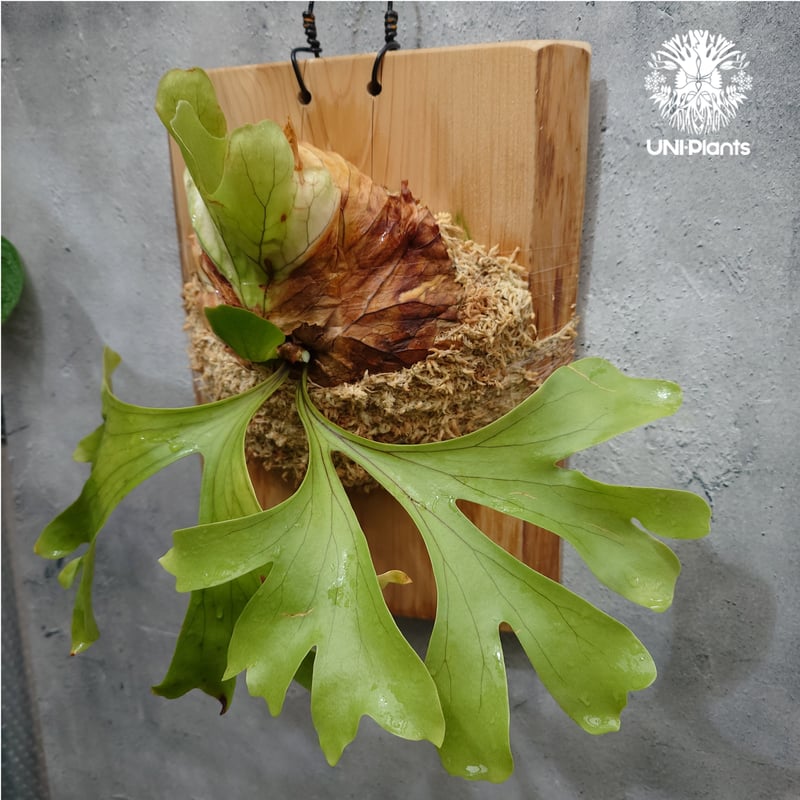 Platycerium 'Photraram' Nukul platycerium Hybri