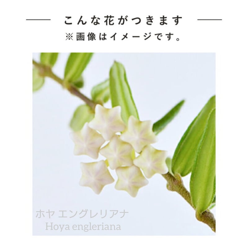 ホヤ エングレリアナ Hoya engleriana ホヤ植物 植物 珍奇植物
