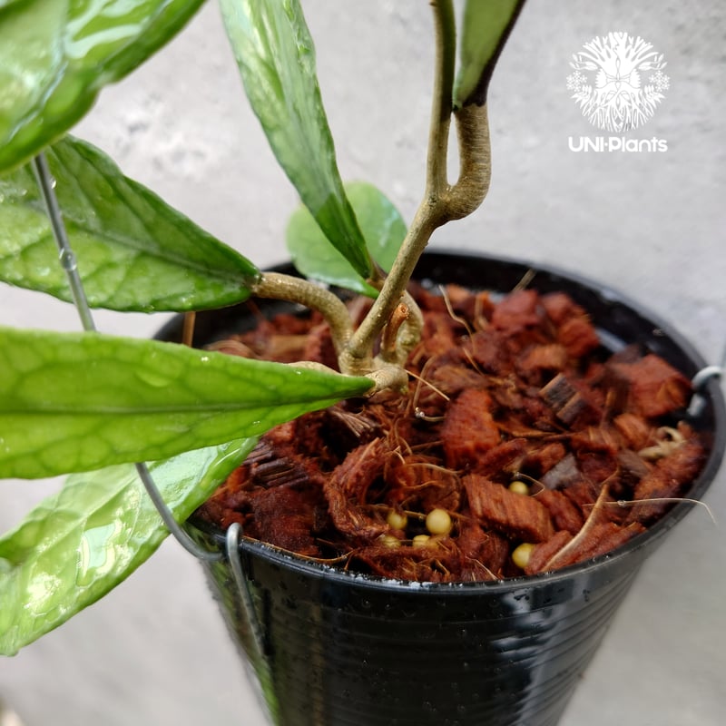 花座つき超レア 希少種 ホヤ Hoya Obcordata オブコルデータ