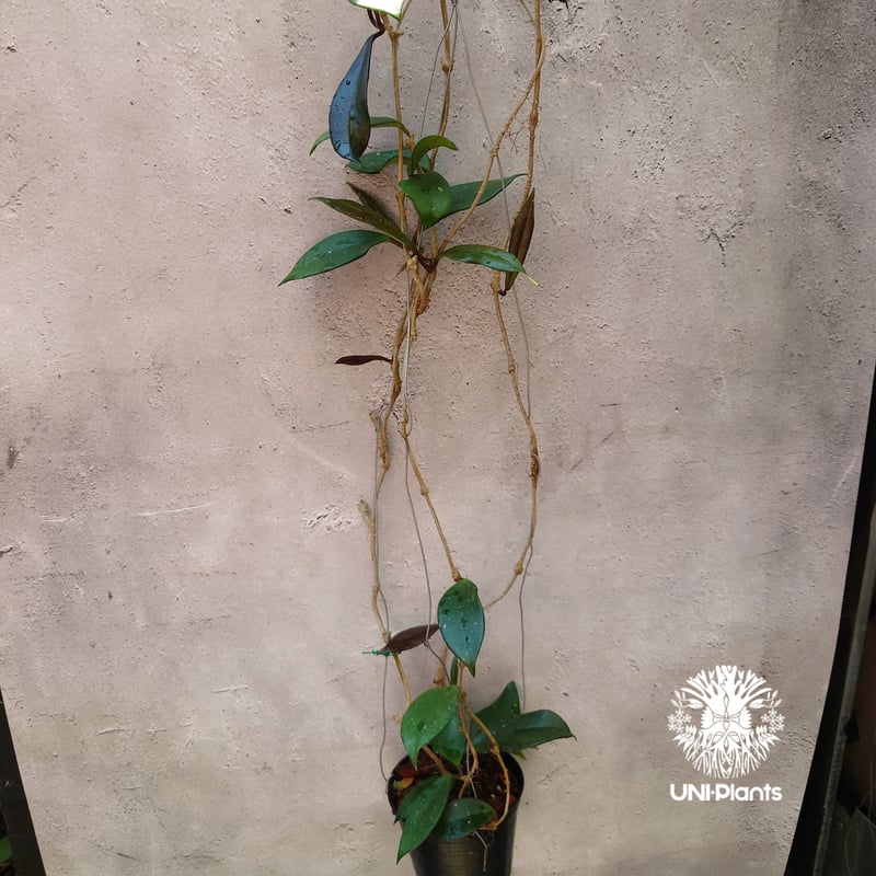 ホヤ　ロイヤルハワイアンパープル 園芸ネット本店｜ホヤ：プビカリックス ロイヤルハワイアンパープル3号