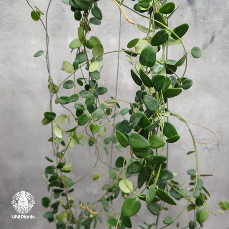 【ご予約者様専用ページ】 ご予約No.UH-251019-1040 Hoya Plleana / Hoya Versteegii