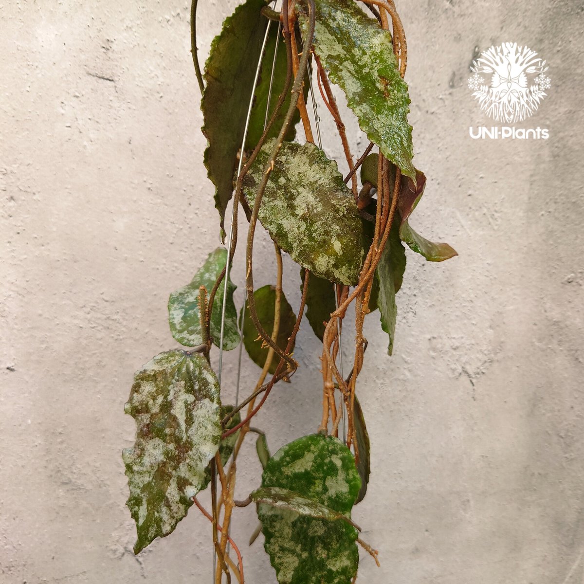 Hoya Caudata gold ホヤ カウダータ ゴールド ホヤ植物 珍奇 珍しい