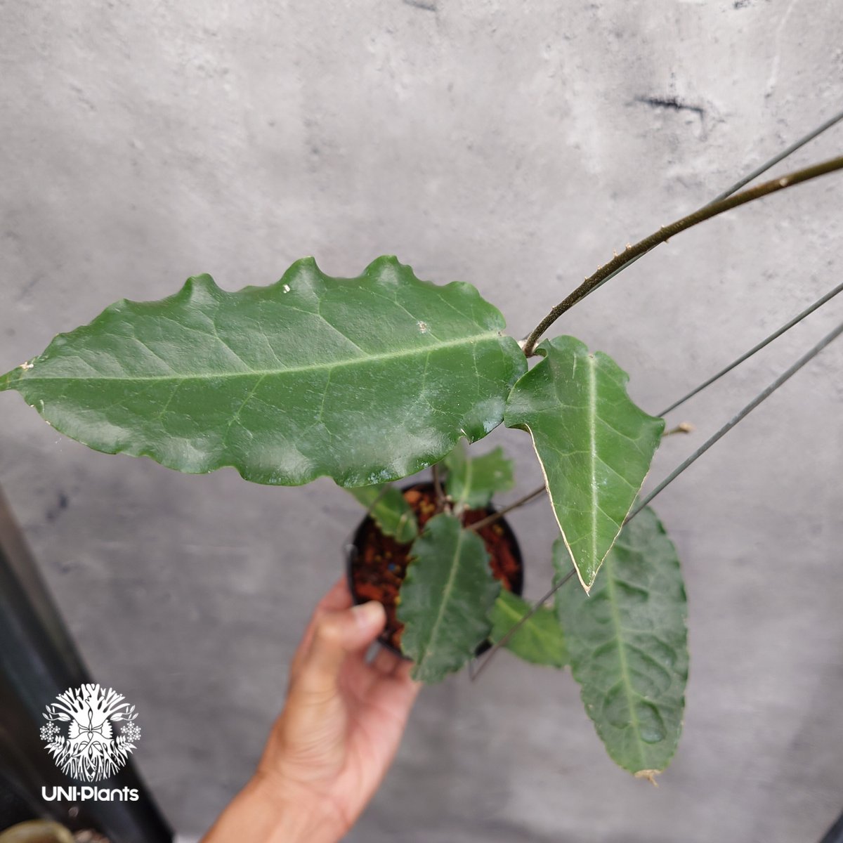 タイ直輸入・希少】Hoya versteegii｜珍品・着生植物・つる性植物