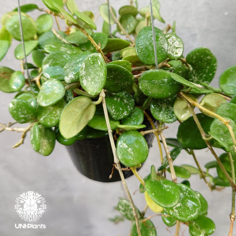 Hoya Mathilde splash ホヤ マチルダ スプラッシュ ホヤ植物 斑入り Ho