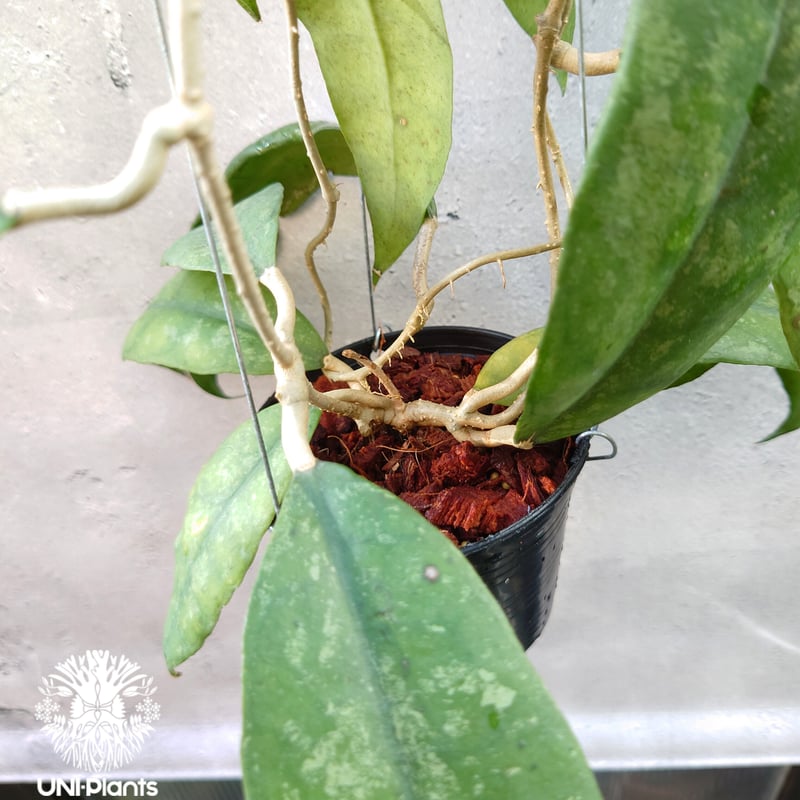 Hoya Finlaysonii splash （cv.trang）ホヤ フィレンソニー スプ