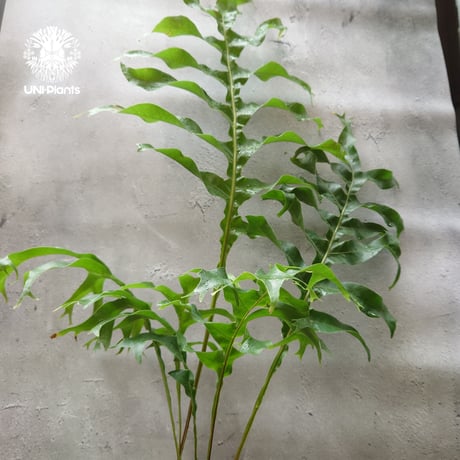 初入荷! Drynaria bonii wild ドリナリア·ボニー タイ産山採り株 観葉植物 珍奇植物  着生植物 インテリア植物 珍しい シダ植物