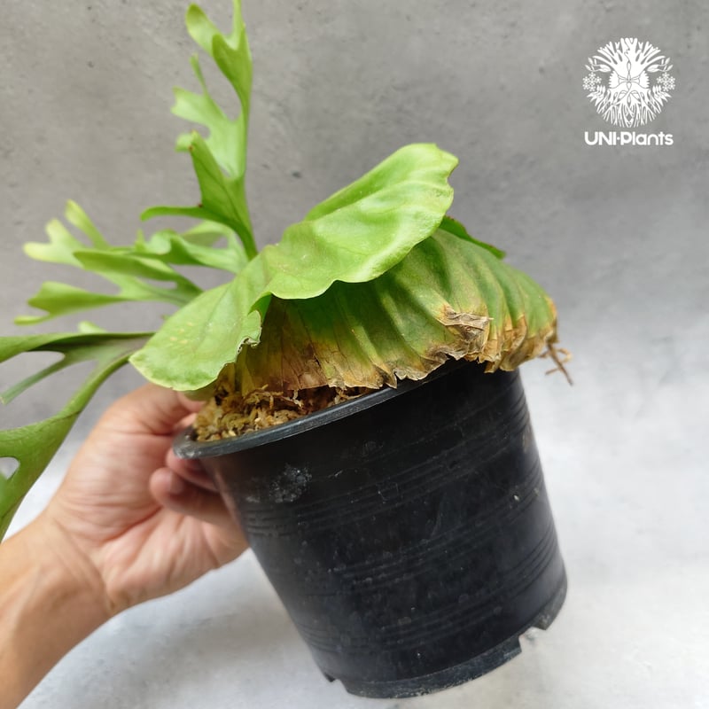 ビカクシダ リドレイ Platycerium Ridleyi コウモリラン ビカクシダ