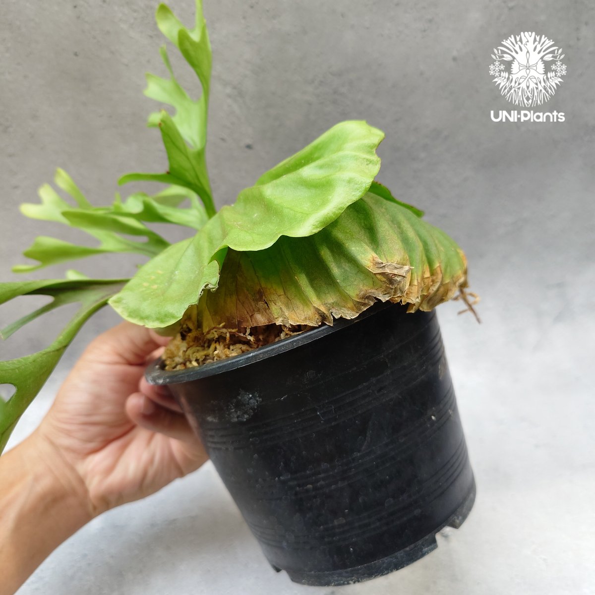 ビカクシダ　dk9 ビカクシダ リドレイ Platycerium Ridleyi コウモリラン