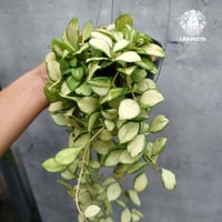 【タイ直輸入・希少】ホヤ ヘウスケリアナ バリエガータ｜珍品・着生植物・つる性植物｜Hoya Heuschkeliana variegata