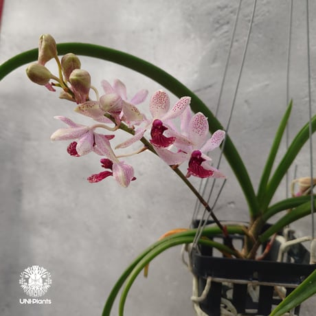 CATEGORY 着生ラン (Orchid) | UNI-Plants ビカクシダ、ホヤ植物、