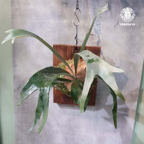 着生植物 | STORES