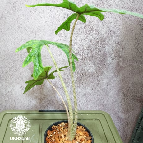Alocasia jacklyn アロカシア ジャクリン アロカシアジャックリン 観葉植物 珍奇植物  希少 珍しい インテリア植物 アロイド