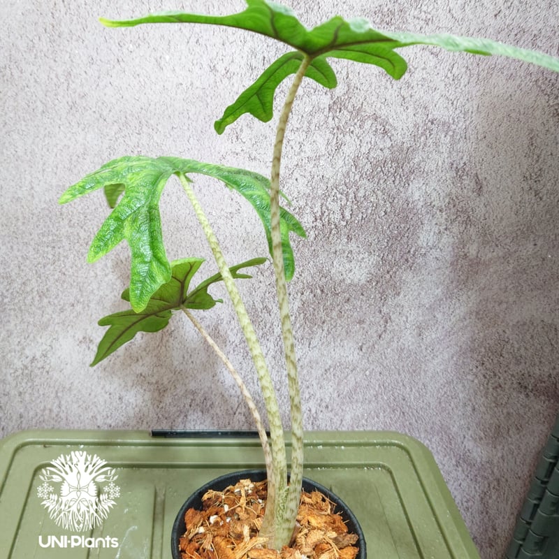 Alocasia jacklyn アロカシア ジャクリン アロカシアジャック Alocasia jacklyn アロカシア ジャクリン アロカシアジャック